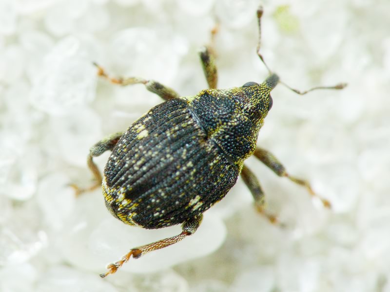 Nedyus quadrimaculatus (Linnaeus, 1758)
